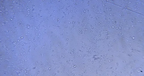 Micro life view from above Stock Footage 91398353