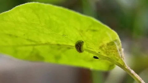Micro Marvels: Close-Up of a Caterpillar's Journey Stock Footage 280844073