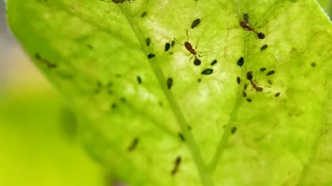 Micro Marvels: Close-Up of a Caterpillar's Journey Stock Footage 280844113