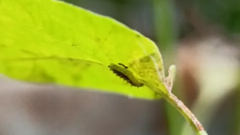 Micro Marvels: Close-Up of a Caterpillar's Journey Stock Footage 280844140