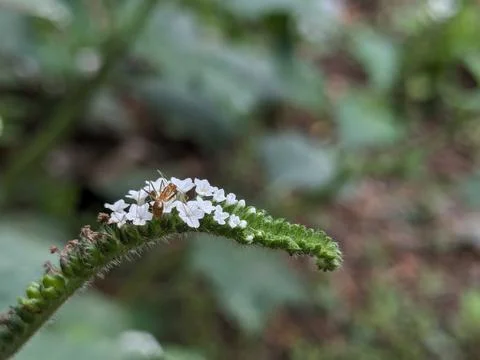 Micro Marvels: Red Ants Exploring a Blossoming Flower Stock Photos