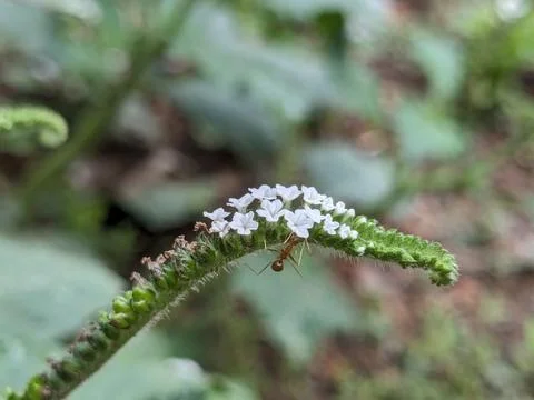 Micro Marvels: Red Ants Exploring a Blossoming Flower Stock Photos