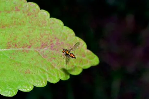 Micro Metallic Red Fly Stock Photos