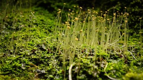 Micro moss black Forest Germany Stock Photos