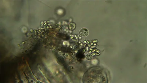 Micro organism ciliate Stock Footage 167329907