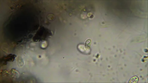 Micro organism ciliate moving Stock Footage 167330123