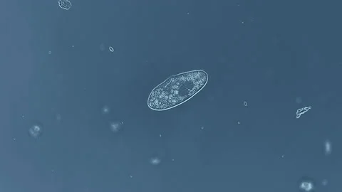 Micro organism infusorium - microscope magnification 10x Stock Footage 217951154