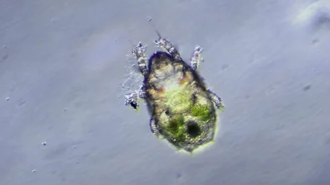 Micro organism insect mite, magnification 10x Stock Footage 222061735