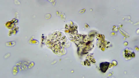 Micro organism - Two Amoebas Video stock 172286703