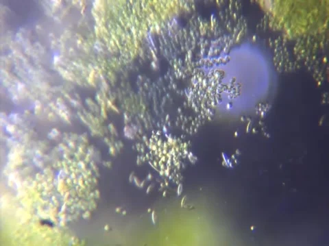 Micro Organisms 1 Stock Footage 148512216