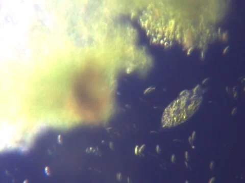 Micro Organisms 2 Stock Footage 148512321