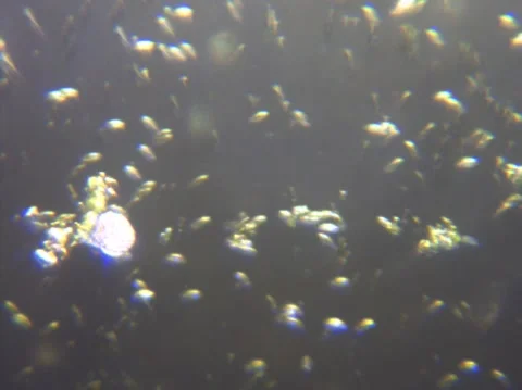 Micro Organisms 3 Stock Footage 148512328
