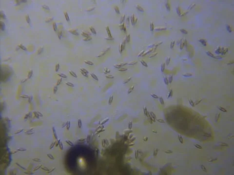 Micro Organisms 8 Stock Footage 148512334