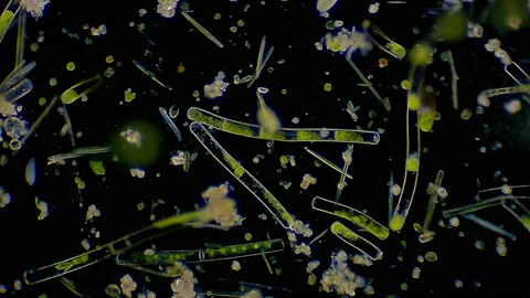 Micro organisms - Algae and ciliates floating in water Vídeos de archivo 172300393