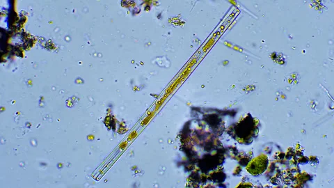 Micro organisms -Diatom, microscope magnification Stock Footage 315756065