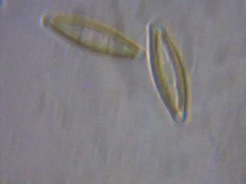 Micro Organisms Stock Footage 148671117