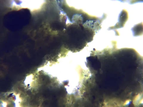 Micro Organisms Stock Footage 148671137