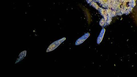 Micro organisms - Paramecium Caudatum Stock-Footage 168511092