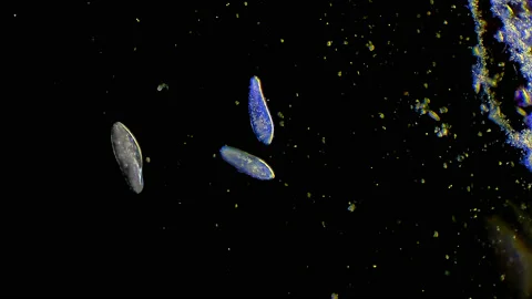 Micro organisms - Paramecium Caudatum Stock-Footage 168511634
