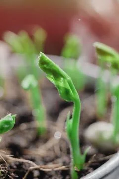 Micro Pea Shoots. Raw sprouts, microgreens, healthy eating concept. superfood Stock Photos