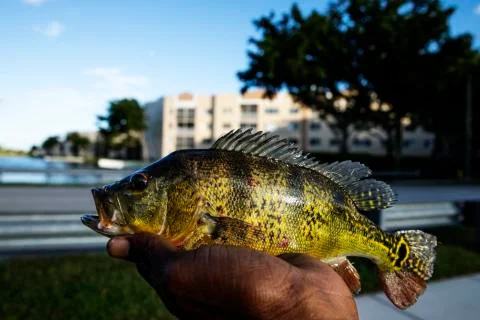Micro Peacock Bass Stock Photos