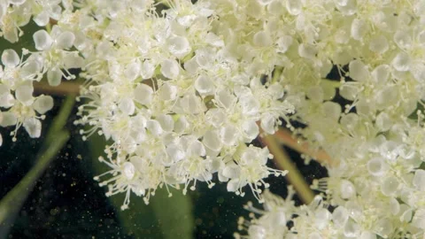 Micro petals and stamen in focus against dark backdrop Stock Footage 332201499