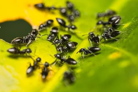 Micro photography of Black ants on green leaf, Mahe Seychelles. Stock Photos