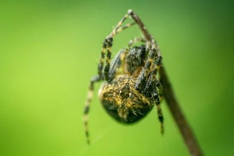 Micro Photography Stock Photos