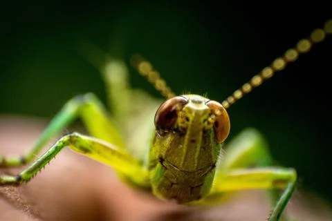 Micro Photography Stock Photos