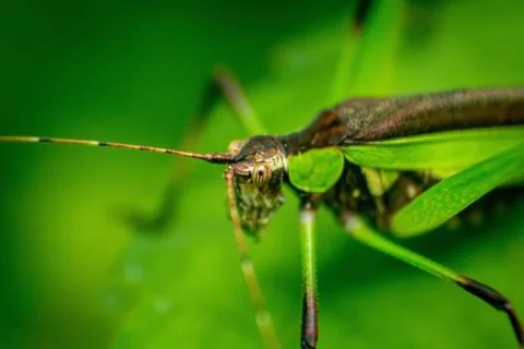 Micro Photography Stock Photos