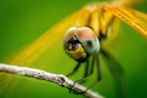 Micro Photography Stock Photos