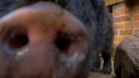 Micro Pig curiously sniffing camera as chickens are being filmed Stock Footage 114669002