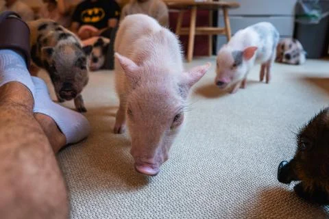 Micro piglets explore an indoor pig cafe with seated visitors in Tokyo 写真素材