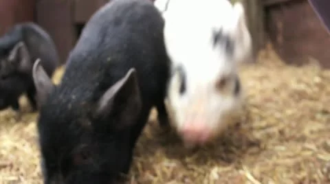 Micro Pigs 1 of 3 Video stock 22422375