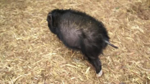 Micro Pigs 2 of 3 Stock Footage 22422365