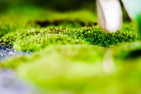 Micro Plants at macro view with high magnification shot Stock Photos