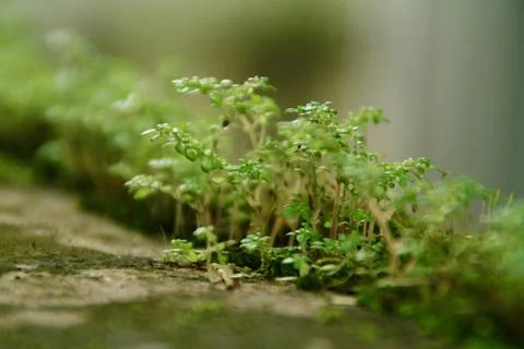 Micro plants Stock Photos