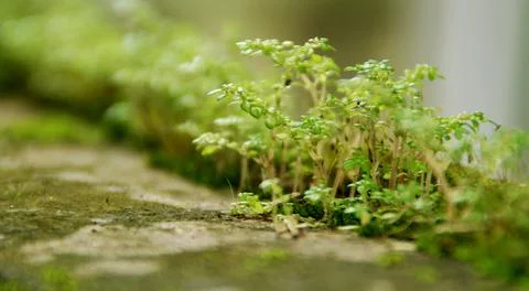 Micro plants Stock Photos