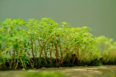 Micro plants Stock Photos