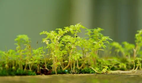 Micro plants Stock Photos