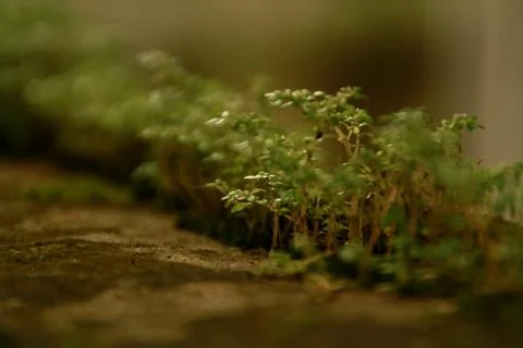 Micro plants Stock Photos