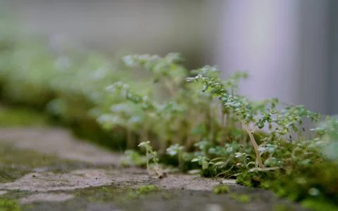 Micro plants Foto stock