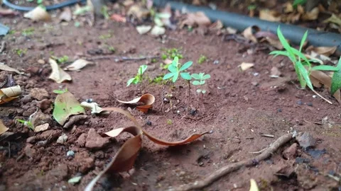 Micro rowing plants, sprouts germination newborn cress salad plant Stock Footage 295319901