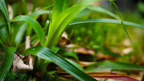 Micro Scene Forest Soil Big Grass Stock Photos