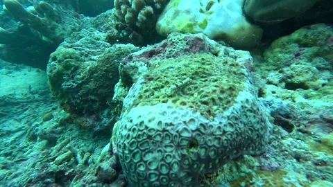 Micro sea cucumber lying on a coral - natural light Stock Footage 286376944