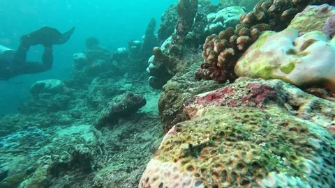 Micro sea cucumber lying on a coral Stock Footage 286377065