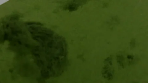 Micro Shot of Algae Bloom Stock Footage 137489685