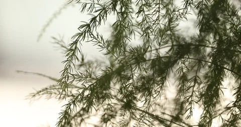 Micro shot of Blur Leaves Stock Footage 112695761