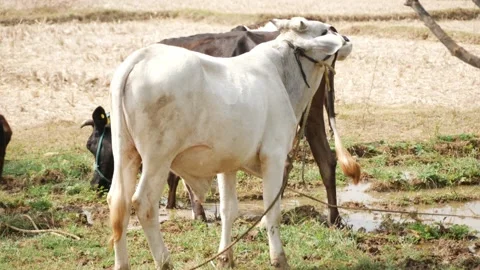 Micro shot of cows standing in a field, View of cows in a field Stock-Footage 147674911