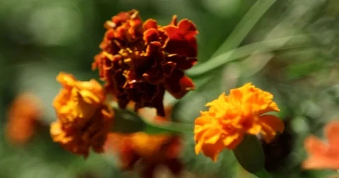 Micro shot of the Flowers Stock Footage